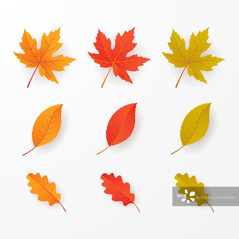 一片秋叶，孤立在白色的背景上。矢量插画家图片素材