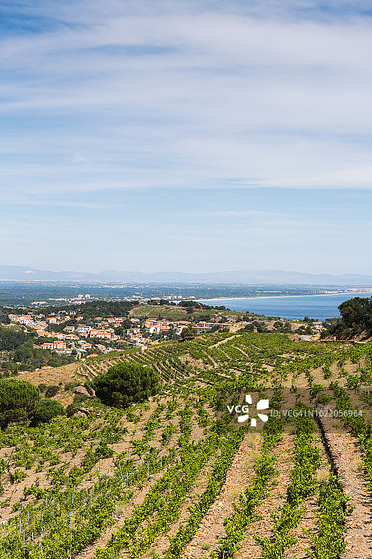 Collioure/ Languedoc-Roussillon附近的葡萄园景观图片素材