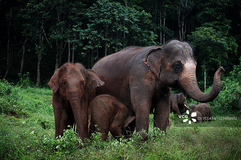 亚洲象群生活在泰国北部清迈的雨林中图片素材