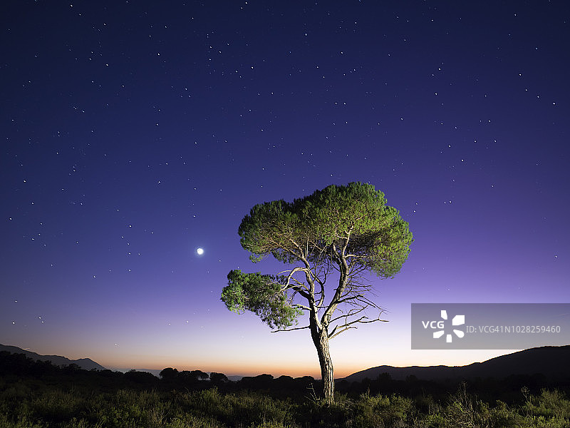 风景与孤独的剪影孤树在一个伟大的平原，一个黄昏的光与满月。博卡伊伦，瓦伦西亚社区，西班牙。图片素材