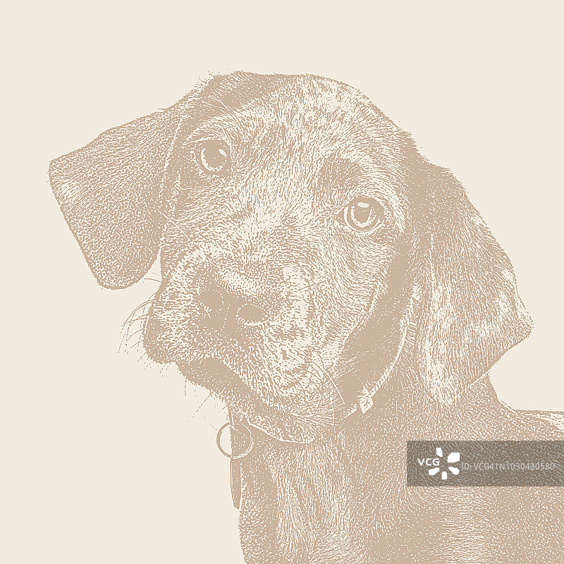 卡塔霍拉豹狗在动物收容所的小狗图片素材