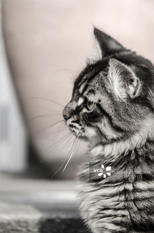 一个条纹猫的剪影肖像图片素材