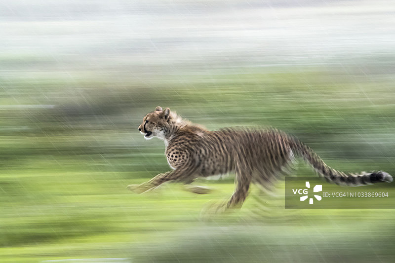 印度豹在雨中以模糊的平移运动奔跑图片素材