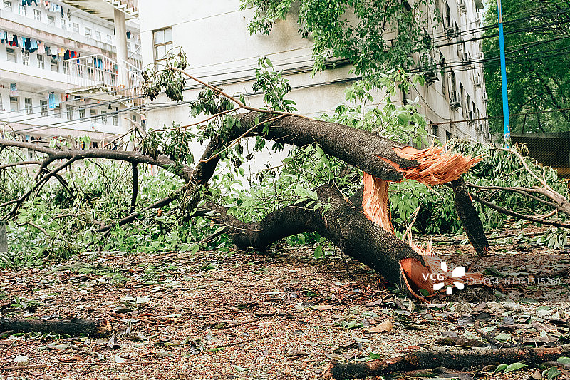 城市中被台风毁坏的倒下的树木图片素材
