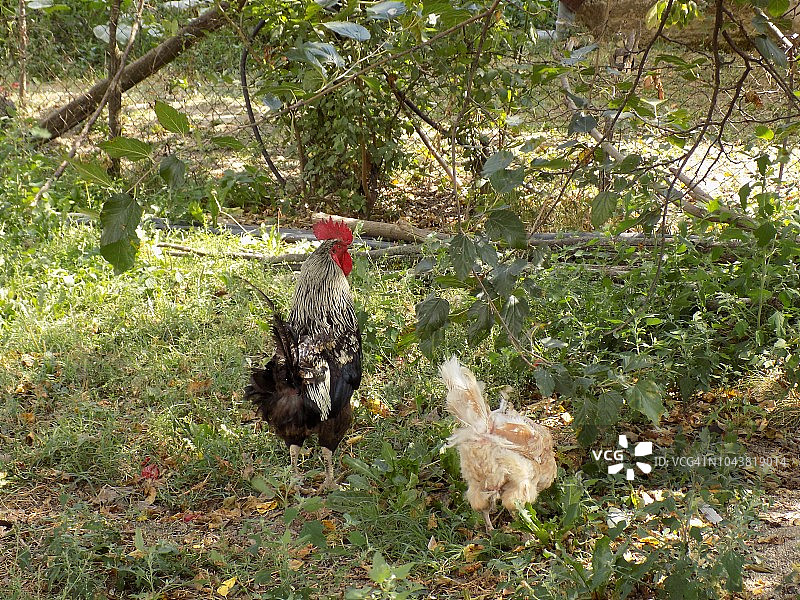 公鸡和母鸡在后院的灌木丛里图片素材