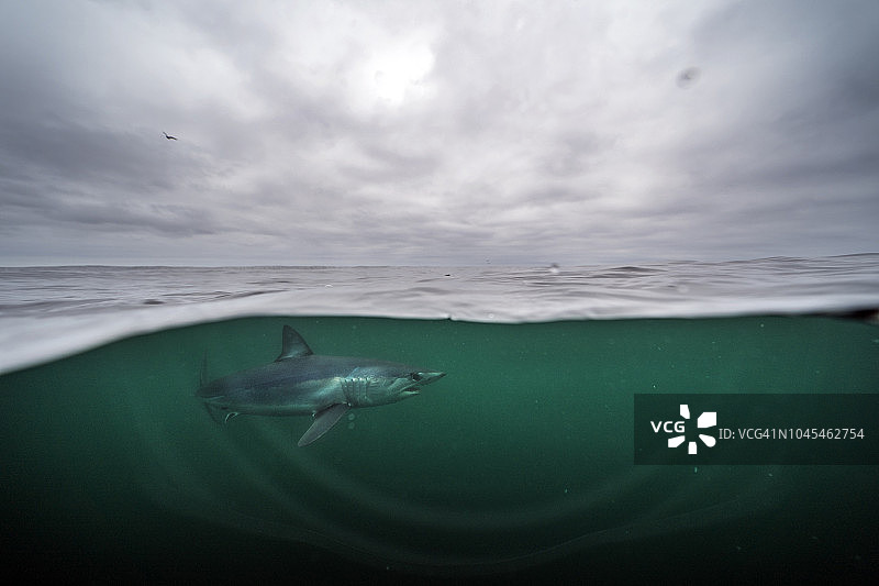 美国罗德岛的灰鲭鲨图片素材