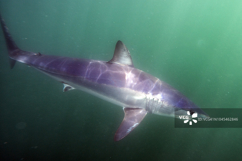 美国罗德岛的灰鲭鲨图片素材