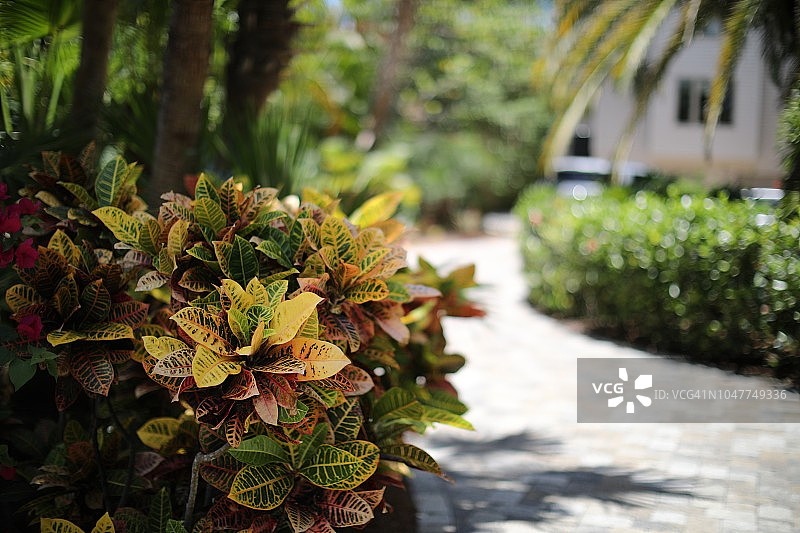 佛罗里达西南部萨尼贝尔的本地植物图片素材