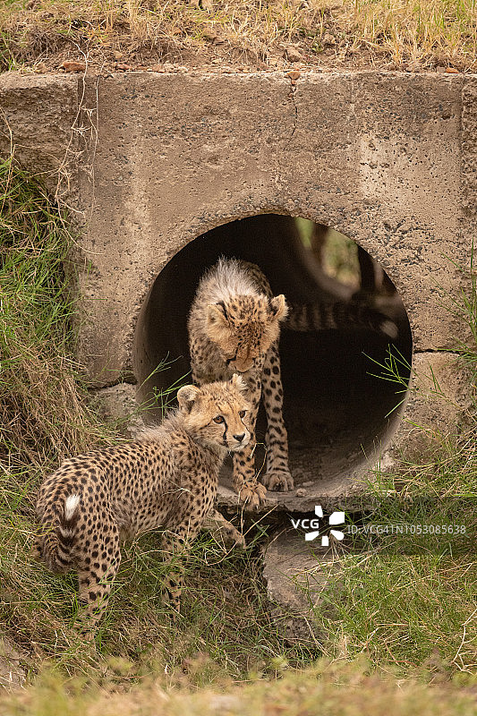 一只小猎豹站在管道里，旁边是另一只图片素材