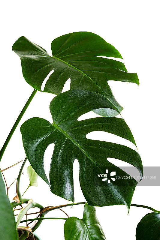 棕榈屋植物孤立在白色图片素材