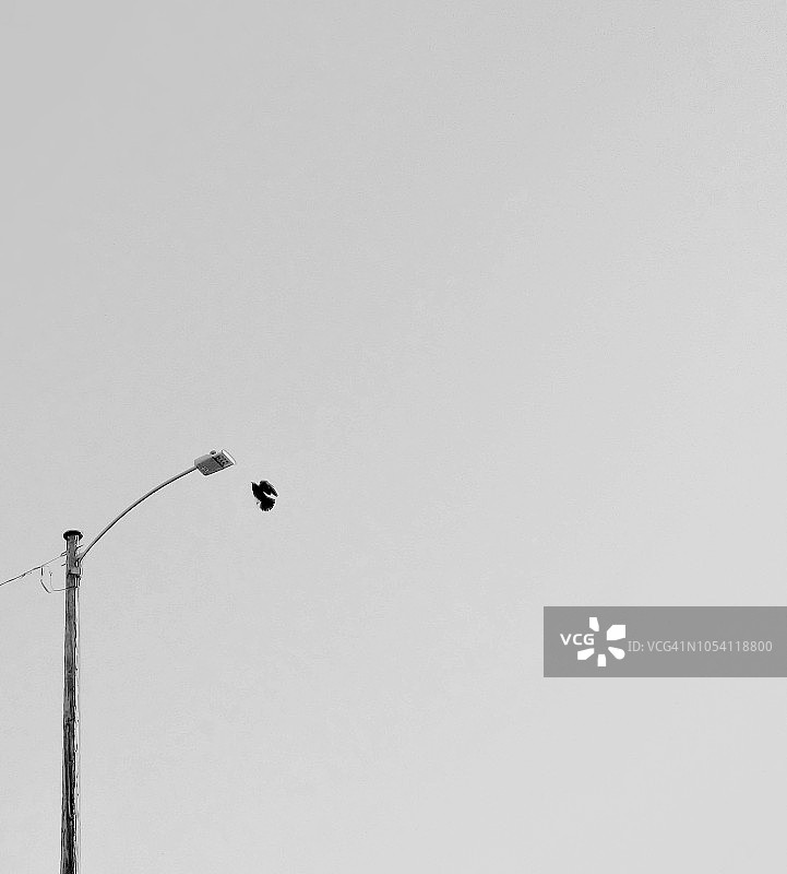 一只乌鸦飞向城市公园的路灯柱。图片素材