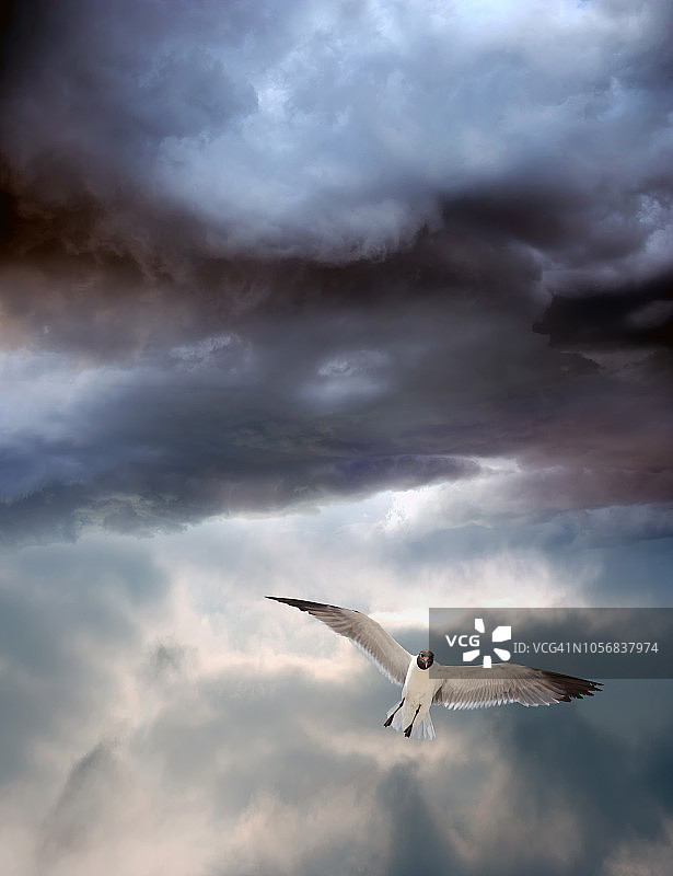 海鸥飞过乌云密布的暴风雨天空图片素材