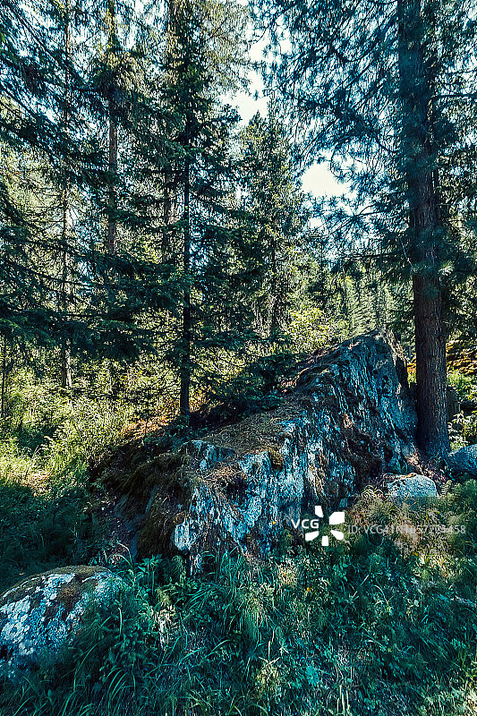 落叶松林中的大石头图片素材