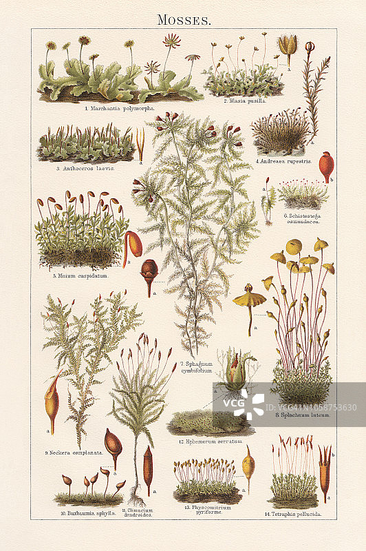 苔藓，平版印刷，出版于1897年图片素材