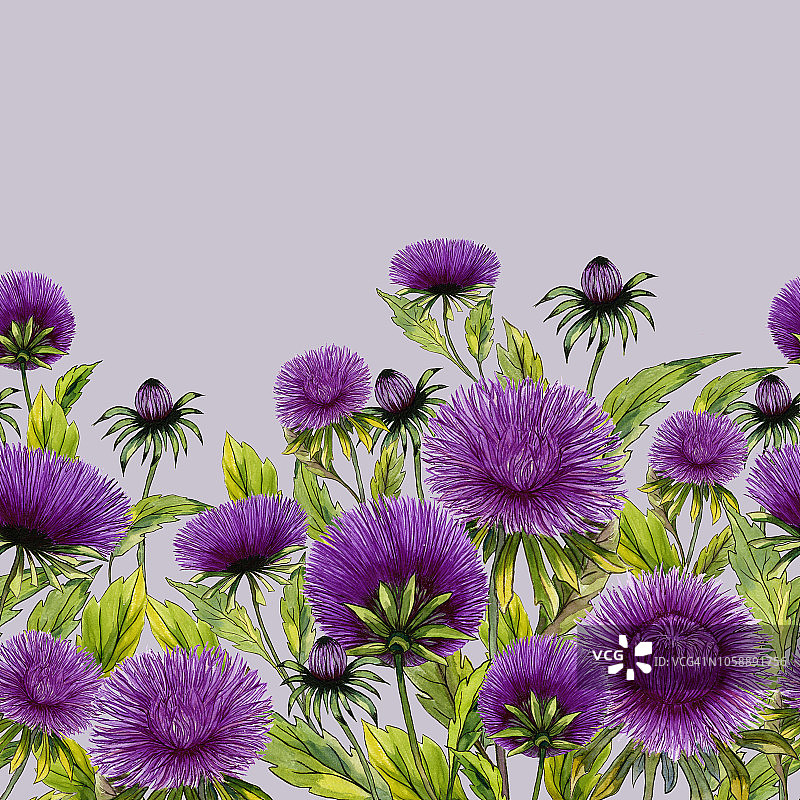 美丽的紫菀花和绿色的叶子在丁香的背景。无缝的花卉图案。水彩画。手绘插图。图片素材