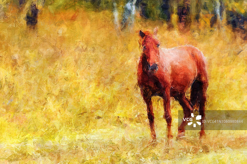 画的是秋天在牧场附近吃草的马图片素材