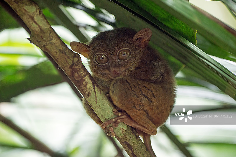 白天，一只菲律宾眼镜猴在树枝上休息图片素材
