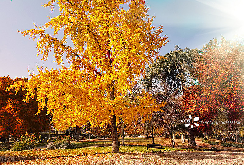 美丽的树，橙色的叶子和一个空的木凳秋天在卡斯廷公园在佛罗伦萨，意大利图片素材