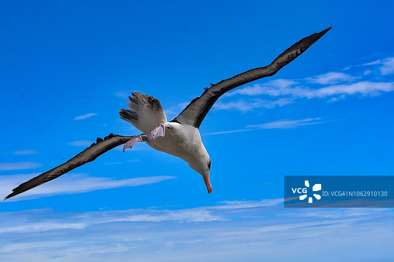 黑眉信天翁飞过西点岛福克兰群岛上空。图片素材