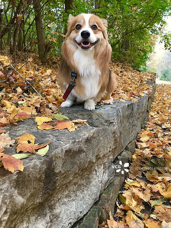 秋天的柯基犬图片素材