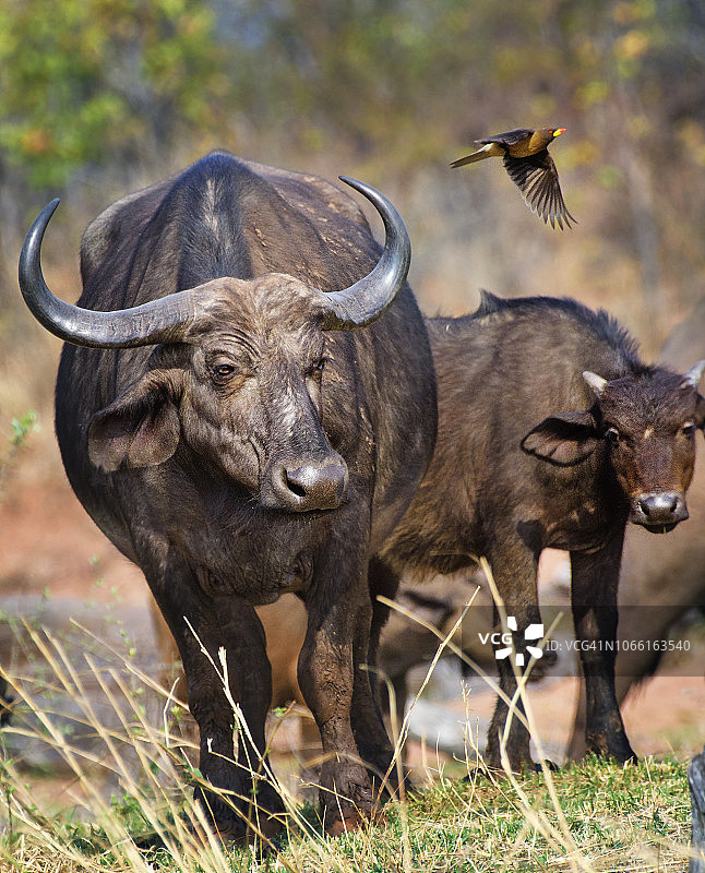 津巴布韦马图萨多纳的水牛角和牛啄木鸟图片素材