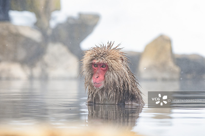 冬天，日本长野地狱谷雪猴公园，雪猴在自然Onsel沐浴图片素材