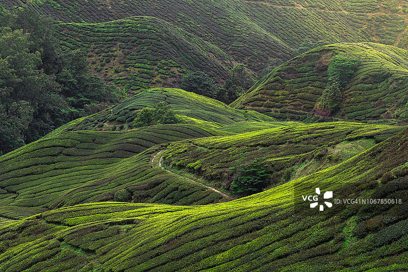 马来西亚卡梅隆高地的茶园图片素材