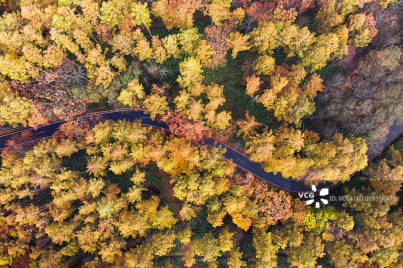 无人机的道路通过秋天的森林图片素材
