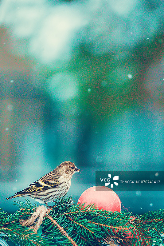 圣诞鸟，冬天的蓟图片素材