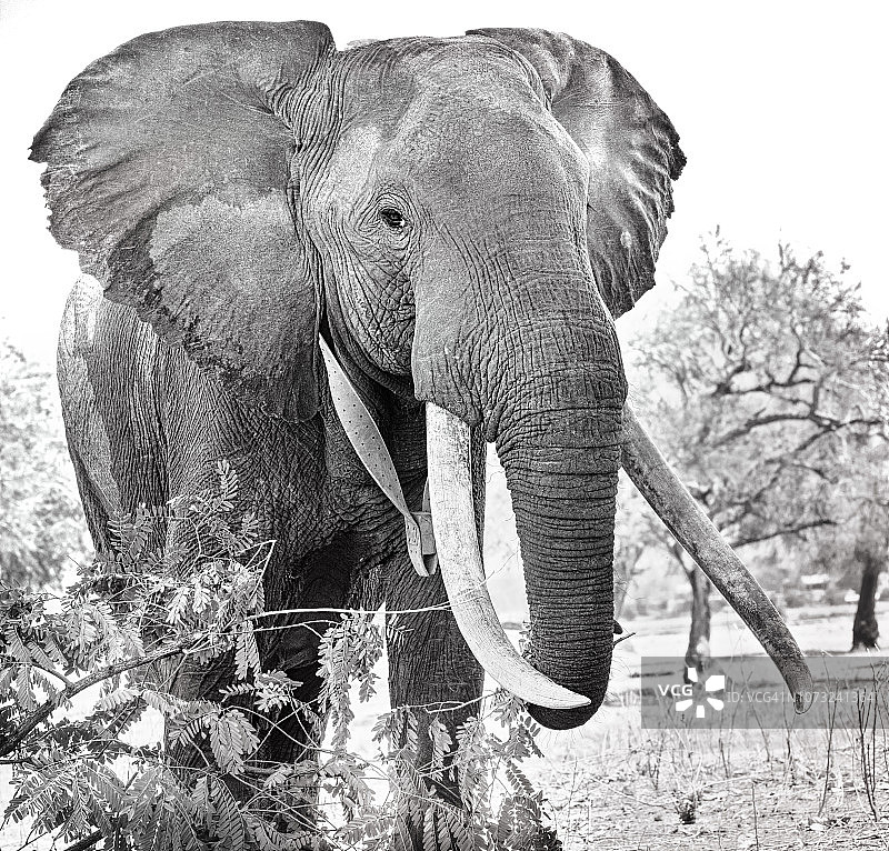 可爱的非洲大象看着相机在黑白图片素材