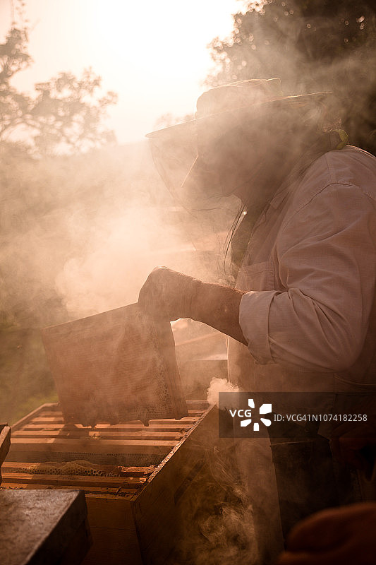 在户外收集蜂蜜的养蜂人图片素材