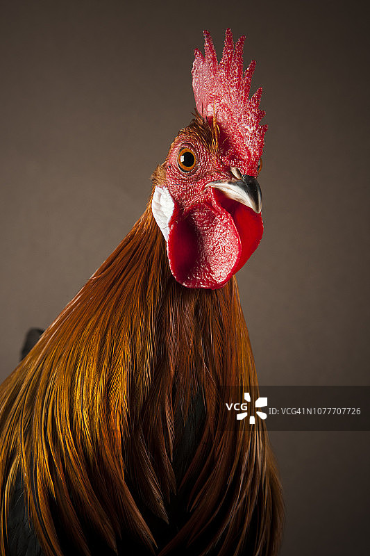 荷兰矮脚鸡公鸡图片素材