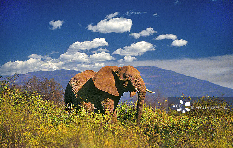 坦桑尼亚的年轻雌性非洲象图片素材