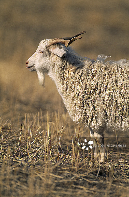 安戈拉山羊图片素材