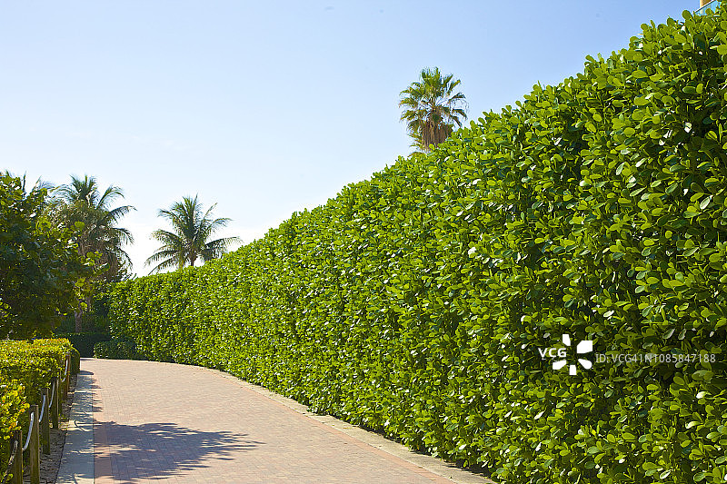 高高的绿色隐私屏，迈阿密海滩图片素材