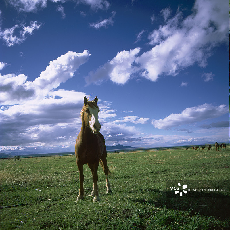 种马保护一群马，犹他州图片素材