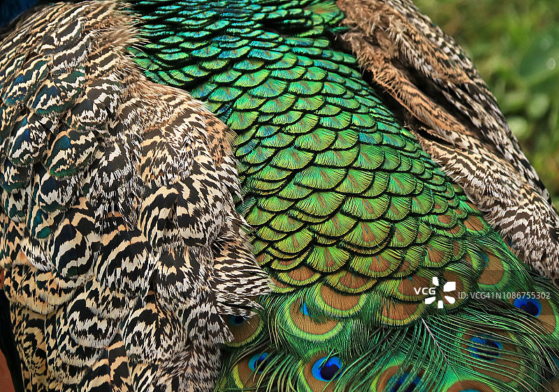 孔雀的翅膀和背部羽毛的特写图片素材
