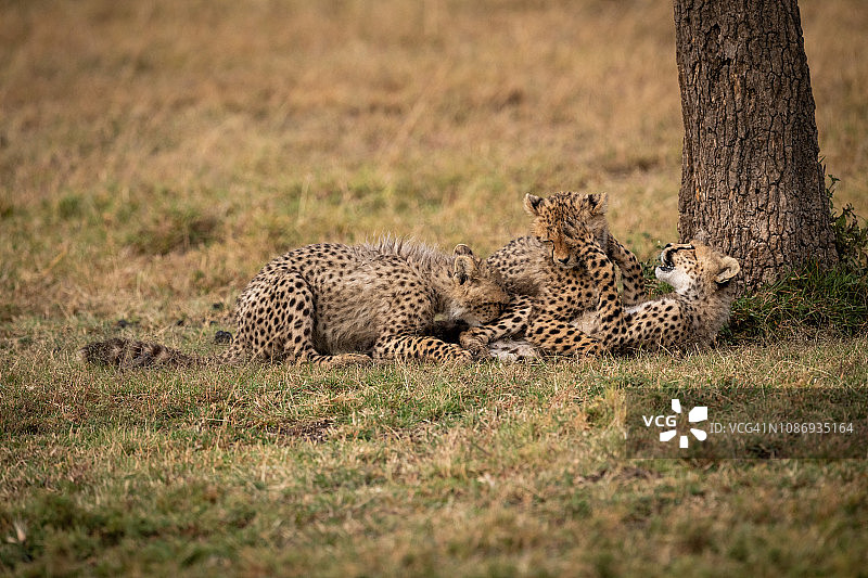 三只小猎豹躺在地上玩耍图片素材
