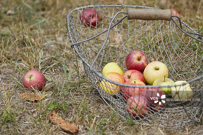 新鲜收获的苹果放在篮子里图片素材
