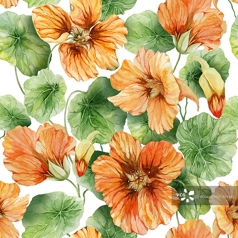 美丽的旱金莲花(鼻子缠绕)和叶子。无缝的花卉图案。水彩画。图片素材