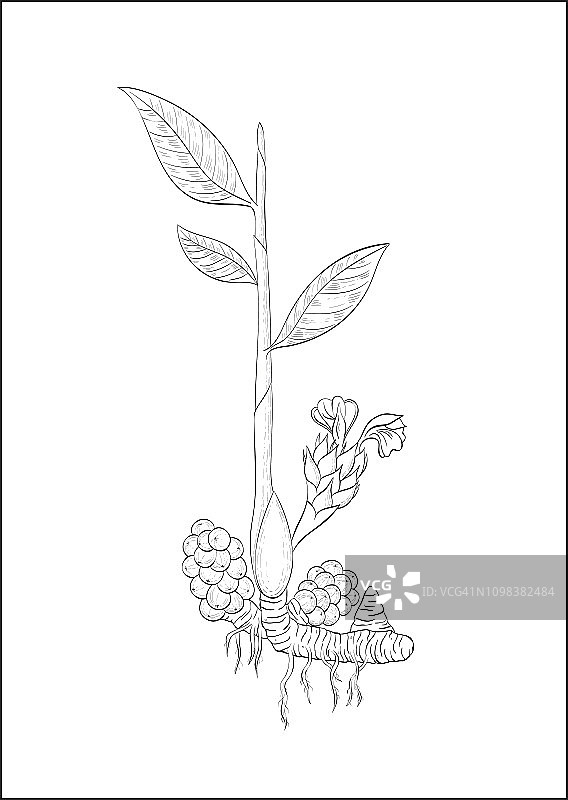 黑白数字插图的黑色小豆蔻植物图片素材