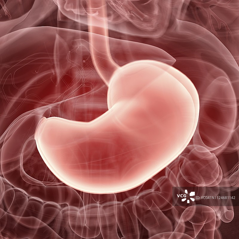 人体胃的图解图片素材