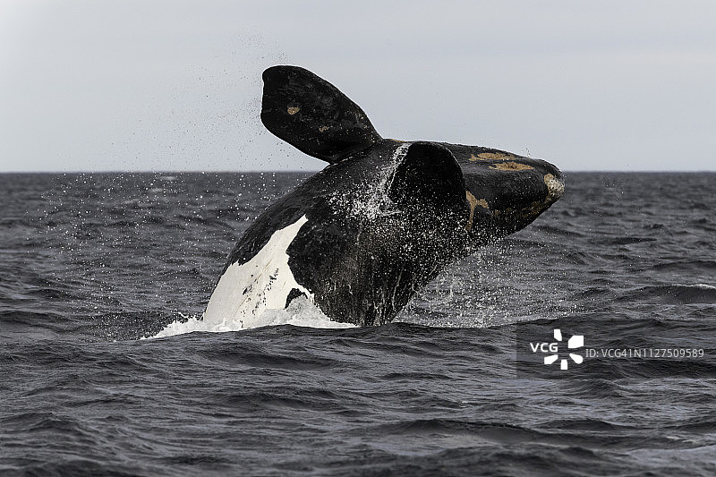 阿根廷瓦尔德斯半岛，在鲸鱼的繁殖和交配季节，南露脊鲸露出了头。图片素材
