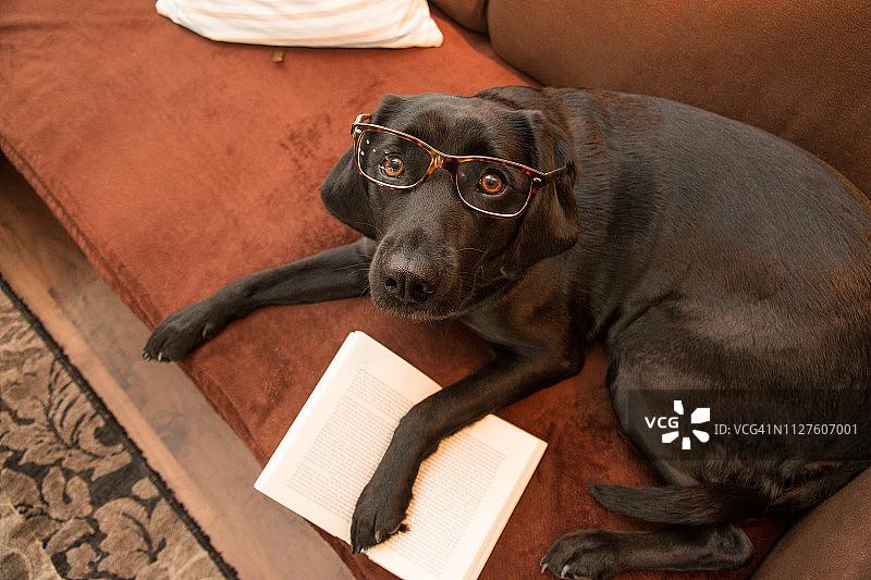 聪明的狗戴着眼镜看书图片素材