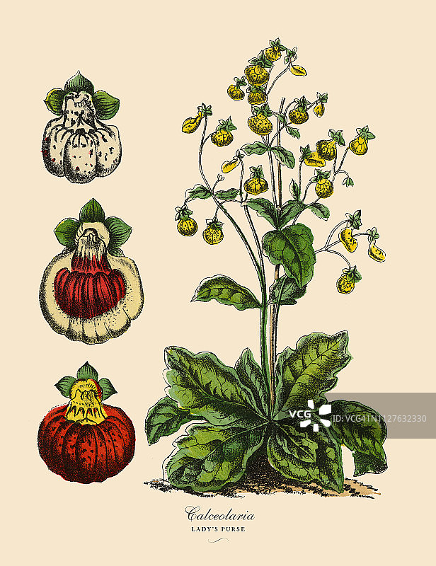 蒲包花或女士的钱包植物，维多利亚植物学插图图片素材