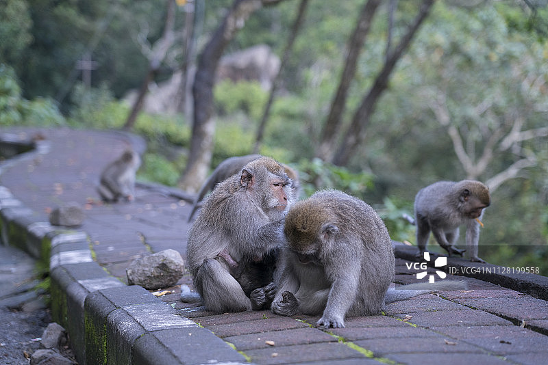 印度尼西亚巴厘岛乌布猴子森林保护区的猴子图片素材