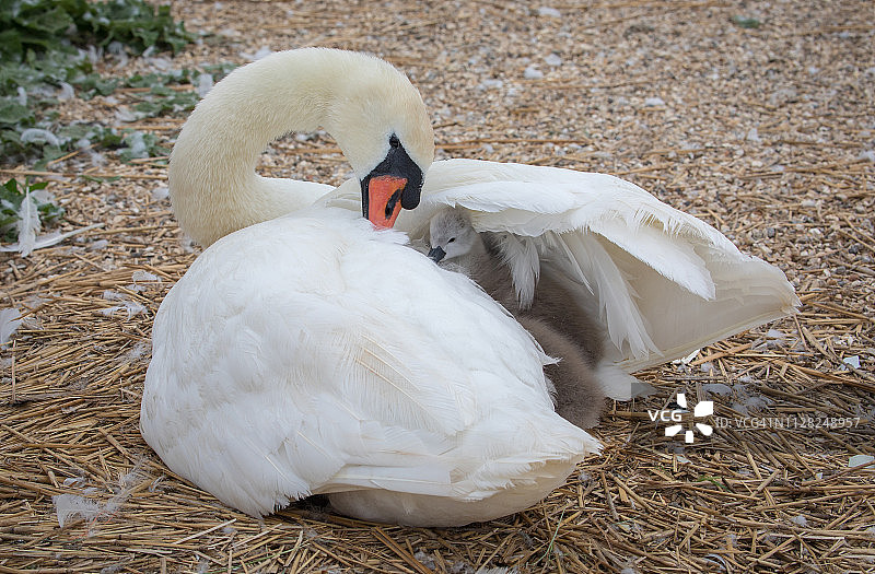 毛茸茸的灰色疣牙天鹅小天鹅在妈妈翅膀的温暖和保护下图片素材