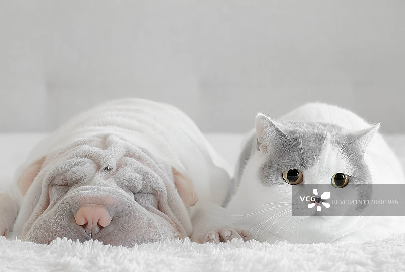沙皮和一只英国短毛猫躺在床上图片素材
