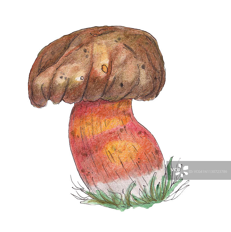 原来的耸人听闻的牛肝菌属菌类。水彩插图。蘑菇图片素材