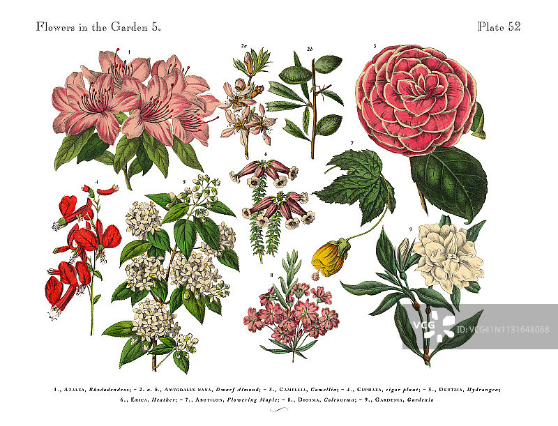 花卉花园，维多利亚植物学插图图片素材